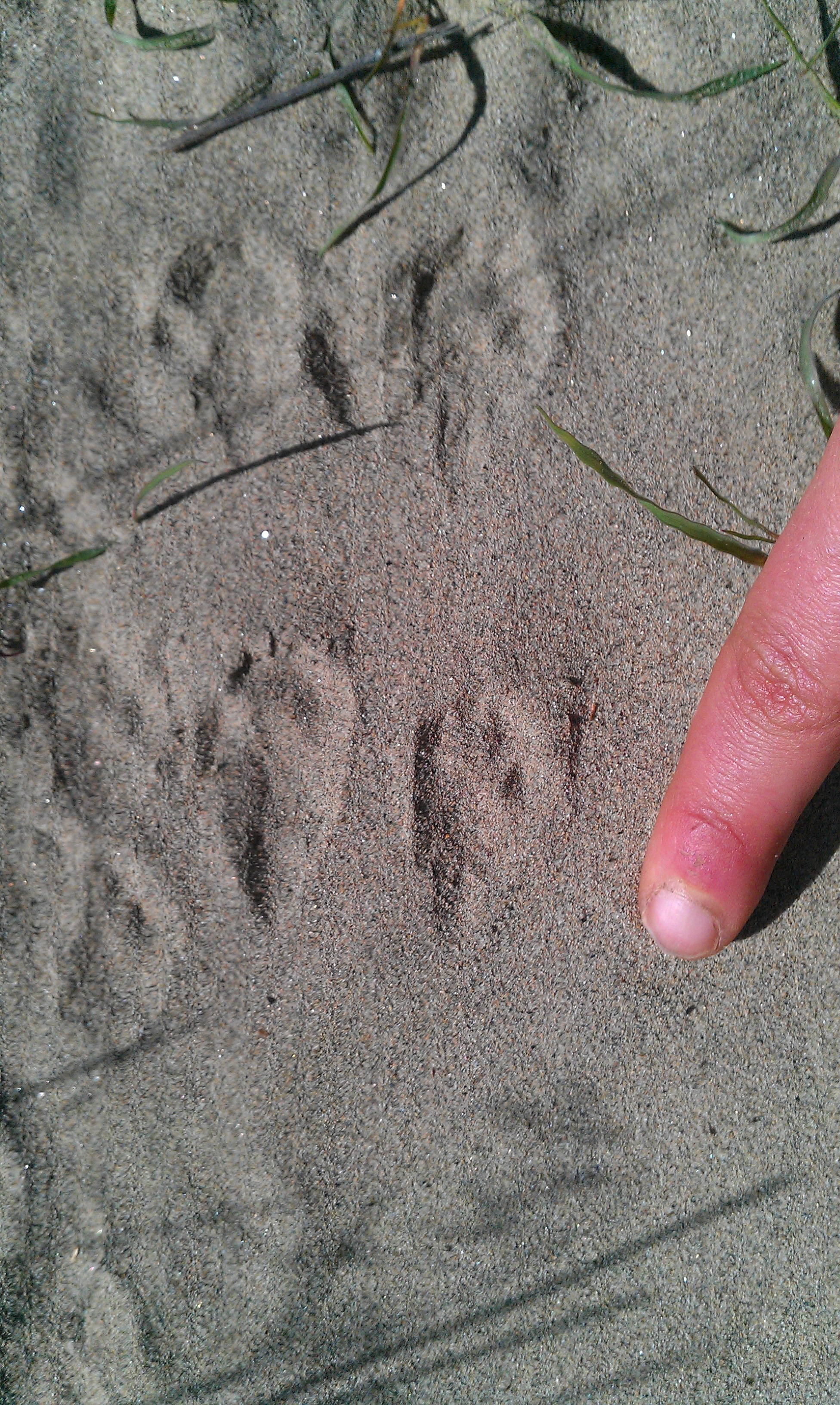 kangaroo footprints clip art - photo #48